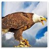 Aesthetic Bald Eagle Panel paint by numbers