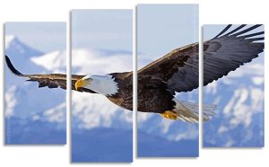 American Bald Eagle Flying Panel paint by numbers