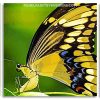 Anise swallowtail Butterfly Panels paint by numbers