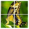 Anise swallowtail Butterfly Panels paint by numbers