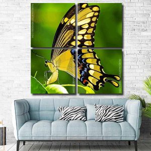 Anise swallowtail Butterfly Panel paint by numbers