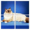 Balinese Cat panels paint by numbers