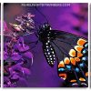 Swallowtail Butterfly Panel paint by numbers