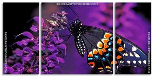 Swallowtail Butterfly Panel paint by numbers