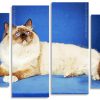 Balinese Cat Panels paint by numbers