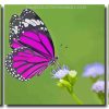 Aesthetic Purple Butterfly 3 Panels Paint By Numbers