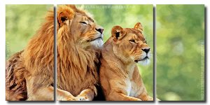 Lion and Lioness 3 Panels Paint By Numbers