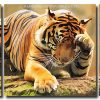 Lonely Tiger 3 Panels Paint By Numbers