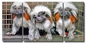 Marmosets 3 Panels Paint By Numbers