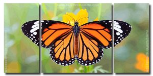 Monarch Butterfly Art 3 Panels Paint By Numbers