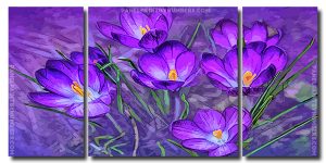 Purple Crocus 3 Panels Paint By Numbers