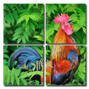 Rooster Bird Animal Square Panels Paint By Numbers