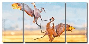 Sandhill Crane Fighting 3 Panels Paint By Numbers