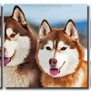 Siberian Huskies 3 Panels Paint By Numbers