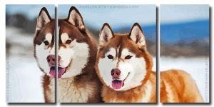 Siberian Huskies 3 Panels Paint By Numbers