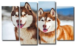 Siberian Huskies 4 Panels Paint By Numbers