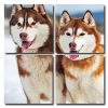 Siberian Huskies Square Panels Paint By Numbers