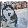 Siberian Husky Dog 3 Panels Paint By Numbers