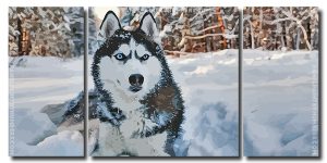 Siberian Husky Dog 3 Panels Paint By Numbers