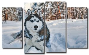 Siberian Husky Dog 4 Panels Paint By Numbers