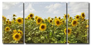 Sunflower Field 3 Panels Paint By Numbers