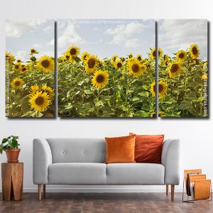 Sunflower Field 3 Panels Paint By Numbers