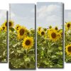 Sunflower Field 4 Panels Paint By Numbers