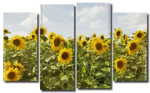 Sunflower Field 4 Panels Paint By Numbers