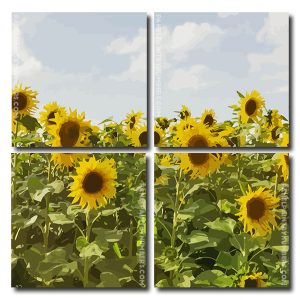 Sunflower Field Square Panels Paint By Numbers