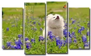 White Dog Watching Butterfly 4 Panels Paint By Numbers