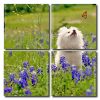 White Dog Watching Butterfly Square Panels Paint By Numbers