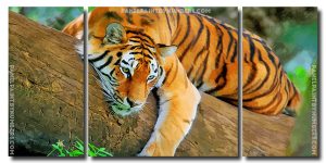  Wild Tiger Art 3 Panels Paint By Numbers