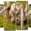 Wolf Spider 4 Panels Paint By Numbers