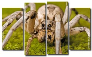 Wolf Spider 4 Panels Paint By Numbers