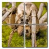 Wolf Spider Square Panels Paint By Numbers