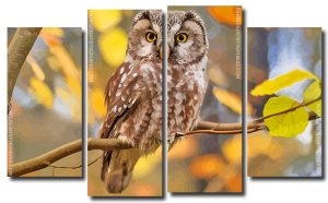 Zimbabwean Owl 4 Panels Paint By Numbers