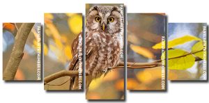 Zimbabwean Owl 5 Panels Paint By Numbers