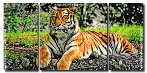 Aesthetic Tiger Art 3 Panels Paint By Numbers