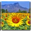 Beautiful Sunflowers 3 Panels Paint By Numbers