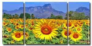 Beautiful Sunflowers 3 Panels Paint By Numbers