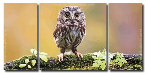 Cute Owl Bird 3 Panels Paint By Numbers