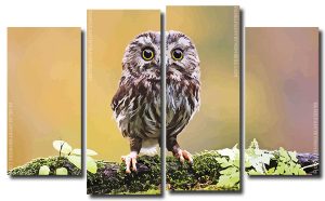 Cute Owl Bird 4 Panels Paint By Numbers