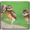 Cute Owls 3 Panels Paint By Numbers