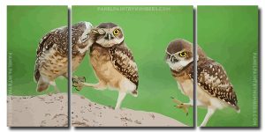 Cute Owls 3 Panels Paint By Numbers