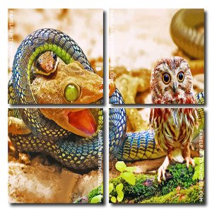 Owl And Snake Square Panels Paint By Numbers