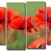 Papaveri Flowers Nature 4 Panels Paint By Numbers