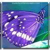 Purple Butterfly 3 Panels Paint By Numbers