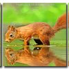 Squirrel Animal Reflection 3 Panels Paint By Numbers