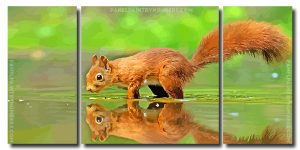 Squirrel Animal Reflection 3 Panels Paint By Numbers