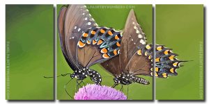 Swallowtail Butterflies 3 Panels Paint By Numbers